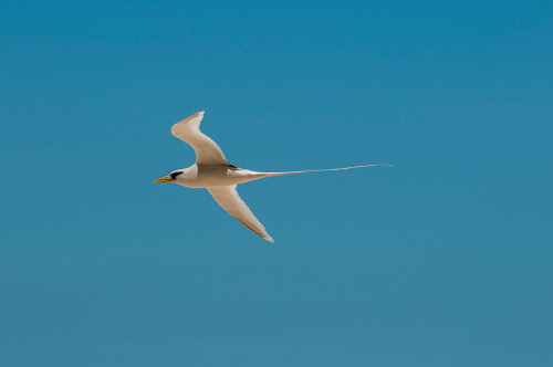 Portrait of a white-tailed-or yellow-billed tropicbird in flight Seychelles Poster Print - Sergio Pitamitz