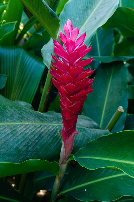 Close-up of a red ginger flower Seychelles Poster Print - Sergio Pitamitz