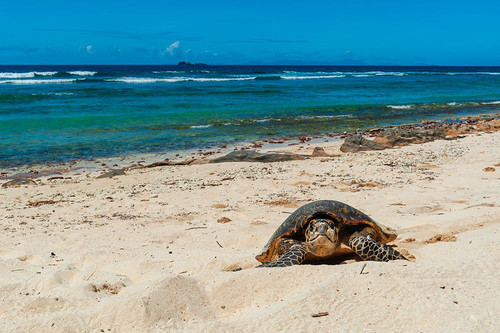 A sea turtle making its way up a beach to dig a nest and lay eggs Grand Anse Beach-Seychelles Poster Print - Sergio Pitamitz