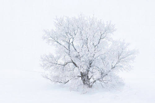 Canada-Manitoba-Oakbank Hoarfrost-covered maple trees Poster Print - Gallery Jaynes