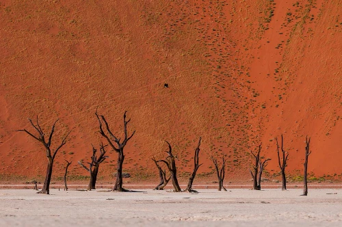 Camel thorn trees against red sand dunes in the Sossusvlei Namib Desert-Namibia Poster Print - Sergio Pitamitz