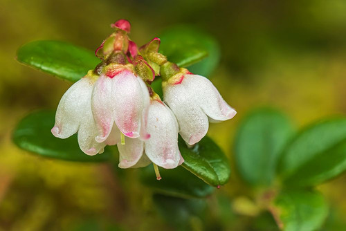 Canada-Alberta-Banff National Park Mountain cranberry flower in Sunshine Meadows Poster Print - Gallery Jaynes
