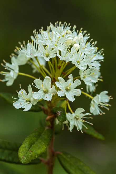 Canada-Alberta-Banff National Park Bog Labrador tea plant flowers in Sunshine Meadows Poster Print - Gallery Jaynes