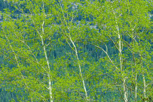 Canada-Alberta-Jasper National Park Spring foliage in forest Poster Print - Gallery Jaynes