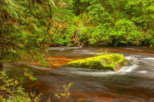 Canada-British Columbia-Inside Passage Stream and forest in Hartley Bay Poster Print - Gallery Jaynes