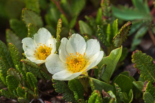 Canada-Alberta-Banff National Park Mountain aven flowers in Sunshine Meadows Poster Print - Gallery Jaynes