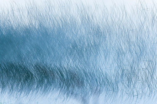 Canada-Alberta-Waterton Lakes National Park Reed pattern on Maskinonge Lake in fog Poster Print - Gallery Jaynes Canada-Alberta-Waterton Lakes National Park Reed pattern on Maskinonge Lake in fog Poster Print - Gallery Jaynes