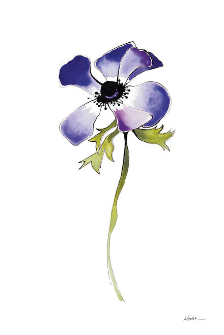 Purple Anemone IV Poster Print - Shirley Novak Purple Anemone IV Poster Print - Shirley Novak