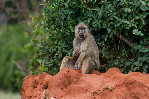A yellow baboon-Papio hamadryas cynocephalus-on a termite mound Voi-Tsavo-Kenya Poster Print - Sergio Pitamitz