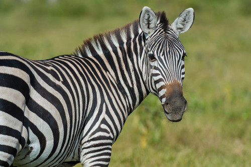 A close-up of a Common zebra at Amboseli National Park-Kenya-Africa Poster Print - Sergio Pitamitz