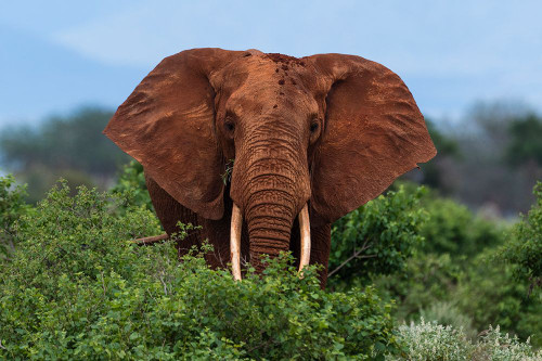 Portrait of an African elephant looking at the camera Voi-Tsavo National Park-Kenya Poster Print - Sergio Pitamitz