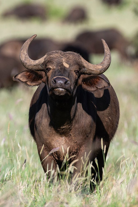 An African buffalo-Syncerus caffer-looking at the camera Voi-Tsavo National Park-Kenya Poster Print - Sergio Pitamitz An African buffalo-Syncerus caffer-looking at the camera Voi-Tsavo National Park-Kenya Poster Print - Sergio Pitamitz