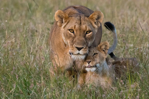 A lioness greeted by the her cubs upon her return-Masai Mara-Kenya Kenya Poster Print - Sergio Pitamitz