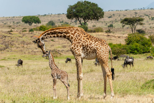 A mother Masai giraffe with its newborn calf still with umbilical cord Masai Mara-Kenya-Africa Poster Print - Sergio Pitamitz