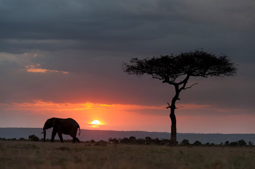 Silhouette of an African elephants walking at sunset Masai Mara National Reserve-Kenya-Africa Poster Print - Sergio Pitamitz