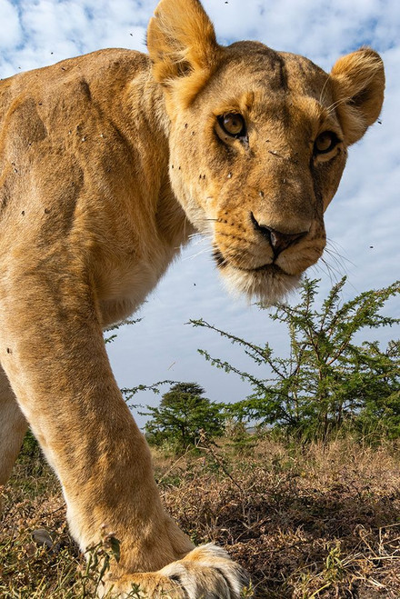 A portrait of a lioness at Masai Mara National Reserve-Kenya-Africa Poster Print - Sergio Pitamitz