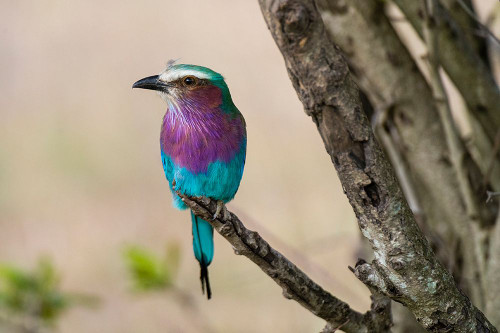 A lilac-breasted roller perched on a tree branch Masai Mara National Reserve-Kenya-Africa Poster Print - Sergio Pitamitz