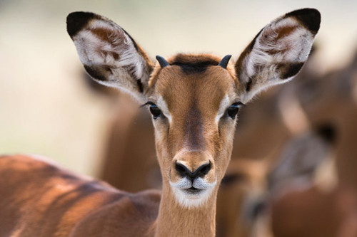 Portrait of a young male Impala-Aepyceros melampus Lake Nakuru National Park-Kenya-Africa Poster Print - Sergio Pitamitz