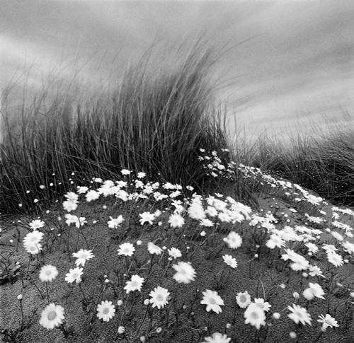 Sand Daisies Poster Print - Chip Forelli