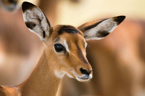 Portrait of an Impala calf-Aepyceros melampus Lake Nakuru National Park-Kenya-Africa Poster Print - Sergio Pitamitz