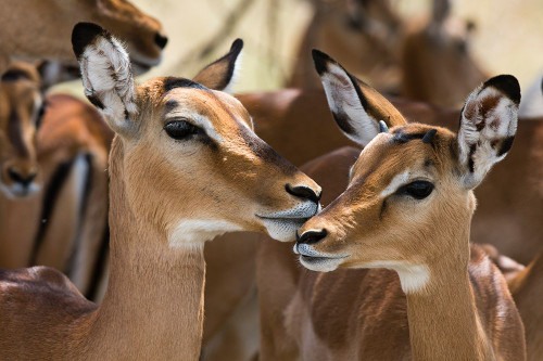 Portrait of a female impala and a young mal-Aepyceros melampus Poster Print - Sergio Pitamitz