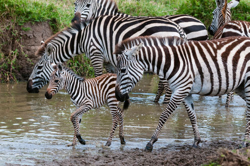 Plains zebras and a colt at waterhole Masai Mara National Reserve-Kenya Poster Print - Sergio Pitamitz
