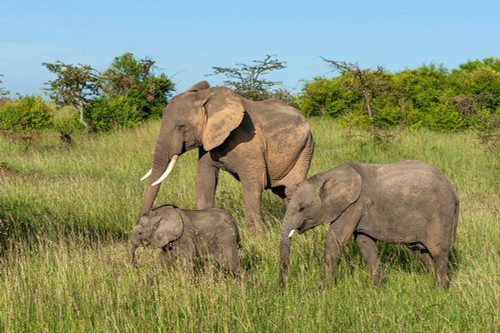 An African elephant calf stays close to its mother Masai Mara National Reserve-Kenya Poster Print - Sergio Pitamitz