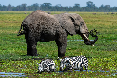 An African elephant and common zebras drinking at waterhole Amboseli National Park-Kenya-Africa Poster Print - Sergio Pitamitz