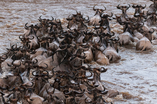 A herd of migrating wildebeests crossing the Mara River Masai Mara National Reserve-Kenya Poster Print - Sergio Pitamitz