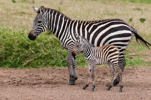 A plains zebra with her colt Masai Mara National Reserve-Kenya Poster Print - Sergio Pitamitz