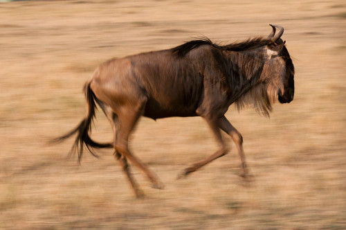 Portrait of a wildebeest running Masai Mara National Reserve-Kenya Poster Print - Sergio Pitamitz