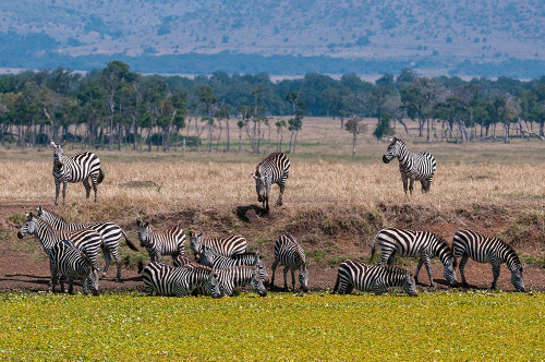 A herd of plains zebras drinking at a waterhole Masai Mara National Reserve-Kenya Poster Print - Sergio Pitamitz