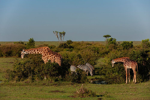 Giraffes browsing and common zebras grazing Masai Mara National Reserve-Kenya Poster Print - Sergio Pitamitz