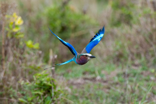 A lilac-breasted roller-Coracias caudata-in flight Masai Mara National Reserve-Kenya Poster Print - Sergio Pitamitz