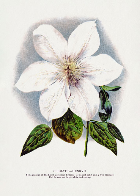 Clematis Flower Lithograph Poster Print - Specimen Rochester Botanical