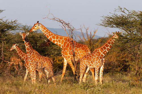 A herd of Masai giraffes eating Samburu Game Reserve-Kenya Poster Print - Sergio Pitamitz