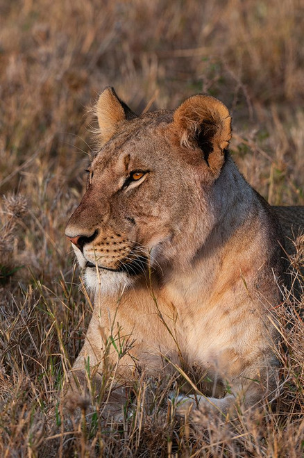 Portrait of a lioness at rest Masai Mara National Reserve-Kenya Poster Print - Sergio Pitamitz