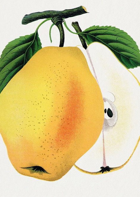 Kiefer's Hybrid Pear Lithograph Poster Print - Specimen Rochester Botanical