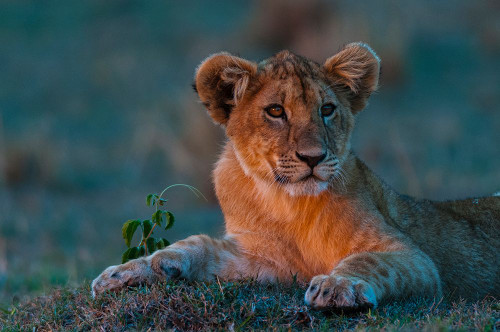 Portrait of a lion cub resting at sunset Masai Mara National Reserve-Kenya Poster Print - Sergio Pitamitz