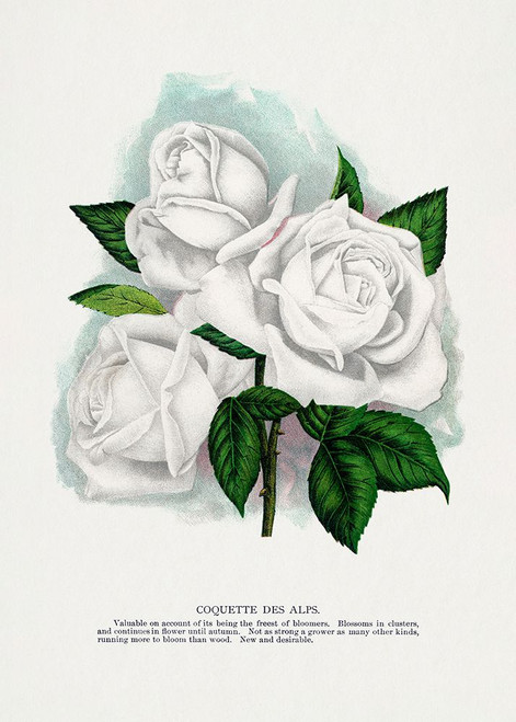White Rose Poster Print - Specimen Rochester Botanical