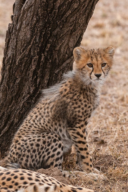 Cheetah cub sitting against a tree trunk Mother rests nearby Masai Mara National Reserve-Kenya Poster Print - Sergio Pitamitz
