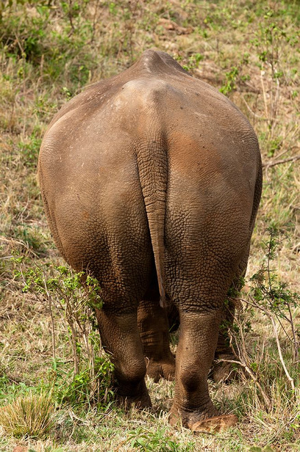 Portrait of a rare white rhinoceros from behind Masai Mara National Reserve-Kenya Poster Print - Sergio Pitamitz