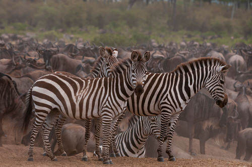 Plains zebras among a herd of wildebeests Masai Mara National Reserve-Kenya Poster Print - Sergio Pitamitz