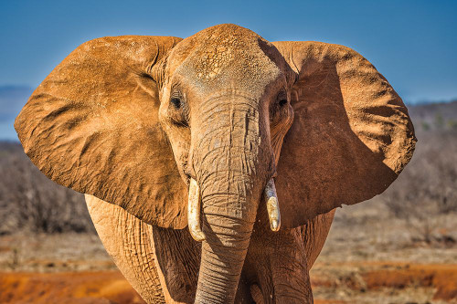 Red Elephant-Tsavo West National Park-Africa Poster Print - John Ford