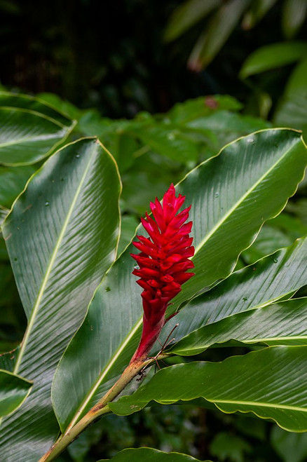 A Close-up of a red ginger flower Dominica Island-West Indies Poster Print - Sergio Pitamitz
