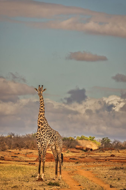 Giraffe-Tsavo West National Park-Africa Poster Print - John Ford