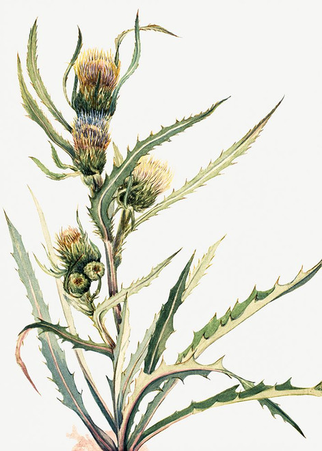 White Thistle Poster Print - Mary Vaux Walcott