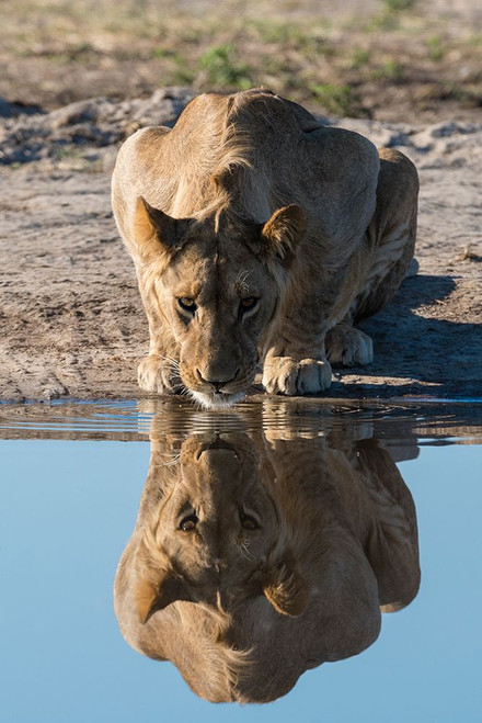 A sub-adult lion drinks at waterhole Savuti-Chobe National Park-Botswana Poster Print - Sergio Pitamitz