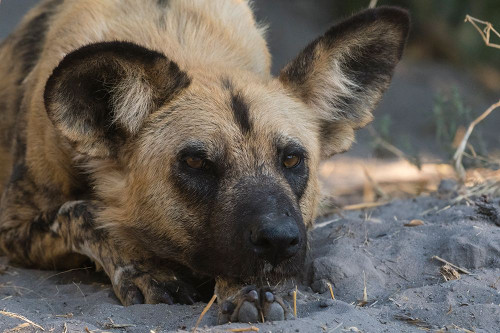 Portrait of an endangered African wild dog-Lycaon pictus Okavango Delta-Botswana Poster Print - Sergio Pitamitz