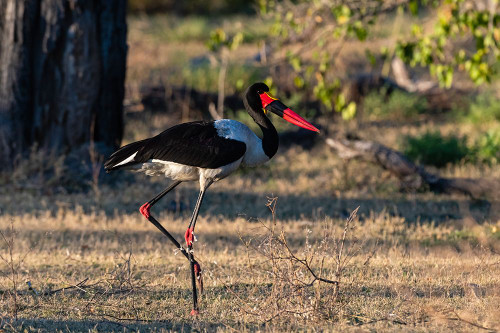 A saddle-billed stork walking Moremi Game Reserve-Okavango Delta-Botswana Poster Print - Sergio Pitamitz